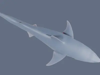 Blacktip Shark Figurine 3D print model