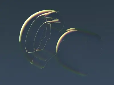 Jelly fish Free 3D model