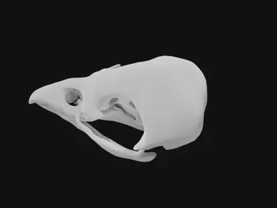 Sparrow skull 3D model