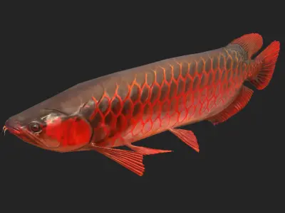 Dragon Fish Low-poly 3D model