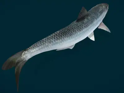 Anchovy Fish Animated 3D model