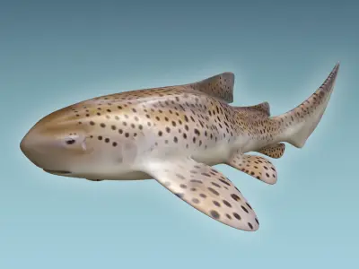Zebra Shark 3D model