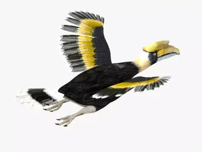 Hornbill bird rigged 3d model Low-poly 3D model