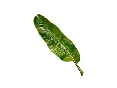 Banana Leaf 3D Model Low-poly 3D model