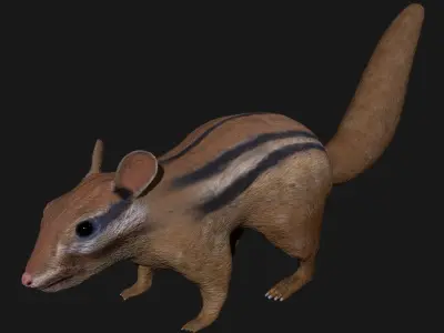 Chipmunk Indian Squirrel 3D model