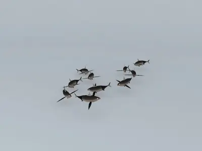 Tan Tunny fishes Free 3D model