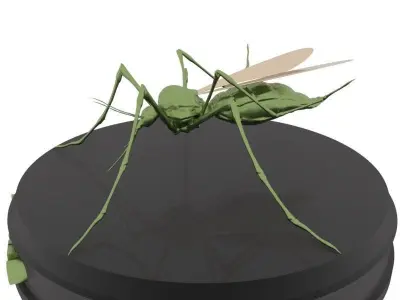 Mosquito aedes aegypti Low-poly 3D model