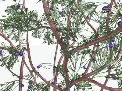 EVERYPlant Baiera 1 --14 Models-- 3D model