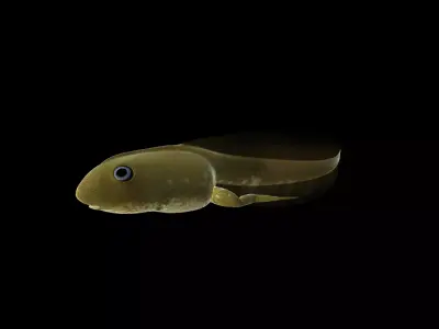 Frog Tadpole 3d model Low-poly 3D model