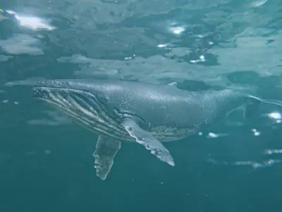 Humback Whale Low-poly 3D model