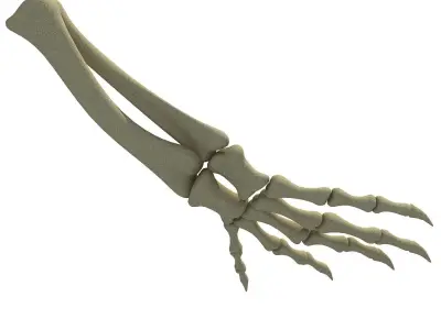 Animal Hand Bones 3 3D model