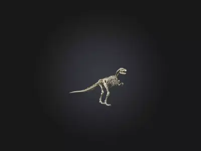 Realistic Allosaurus Skeleton Model Low-poly 3D model
