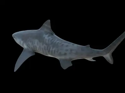 Tiger Shark Low-poly 3D model