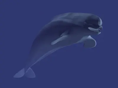Beluga dolphin 3D model