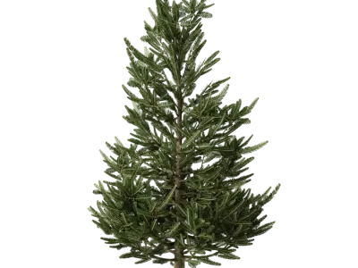  Small Fraser Fir Tree Model 