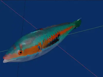 Girelle fish Low-poly 3D model