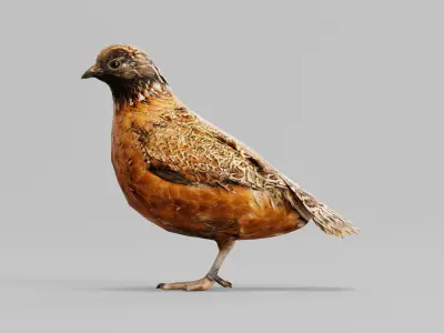 Masked Bobwhite Quail Bird Animal Low-poly 3D model