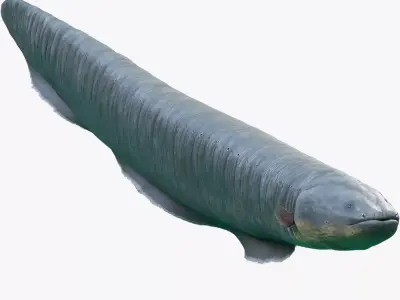 Electrophorus Electricus Static Low-poly 3D model