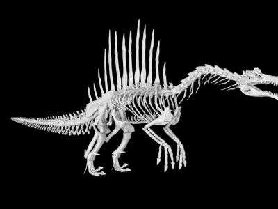 Spinosaurus skeleton Low-poly 3D model