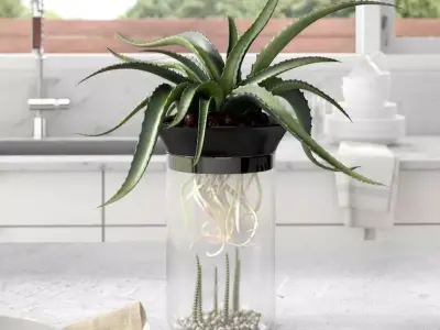 Chico Gallon Aquaponic Betta Aquarium Bowl Free 3D model