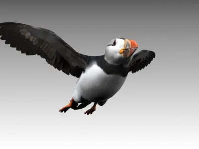 Puffin bird Low-poly 3D model