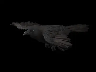 Realistic Animated Crow 3D model