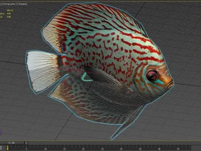 Fish Symphysodon discus Low-poly 3D model