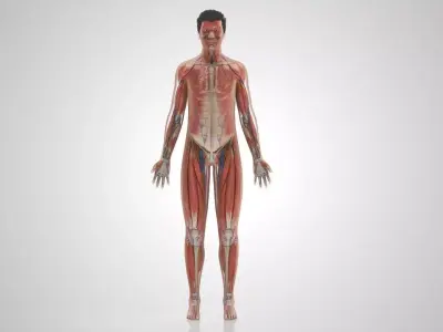 Demo for robbevb Free low-poly 3D model