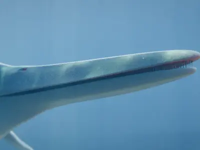 Shonisaurus Low-poly 3D model