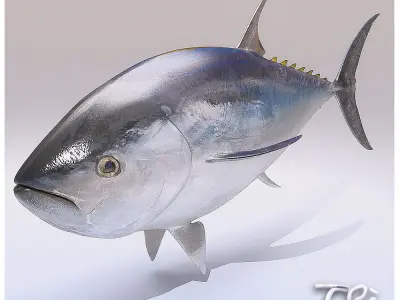 TUNA BLUEFIN 3D model