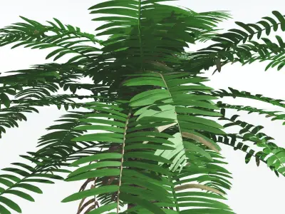 EVERYPlant Pseudoctnis Cycad 1 --12 Models-- 3D model