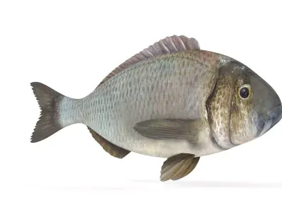 Bream Fish 3D model