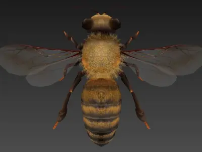 honeybee bee Low-poly 3D model