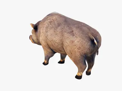Boar Animal Free 3D model