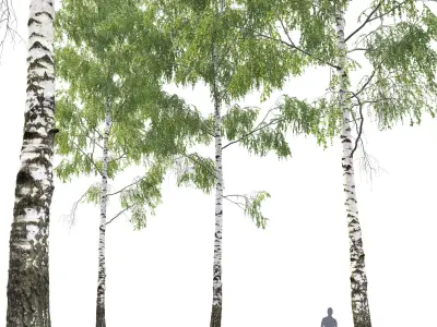 Birch forest part 04 3D model