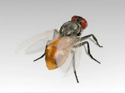 Fly Animated Low-poly 3D model