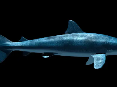 Silky Shark 3D model