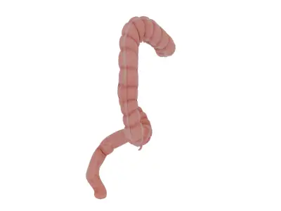 colon 3D model