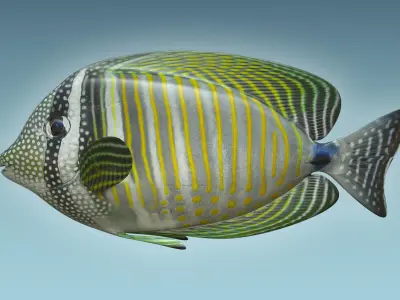 Zebrasoma Fish 3D model