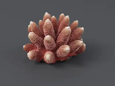 Acropora Corals S Collection 3D model