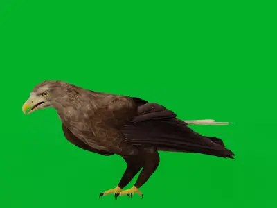 White Tailed Eagle Low-poly 3D model