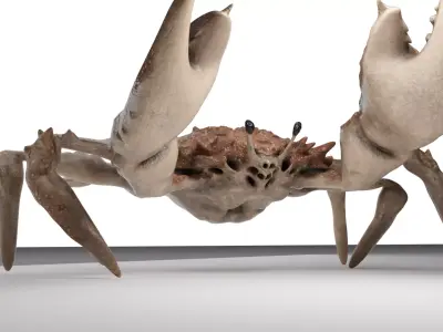 Animated crab 3D model
