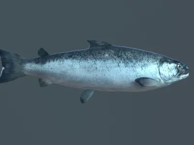 Salmon fish Low-poly 3D model
