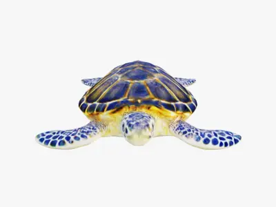 Sea Turtle Free 3D model