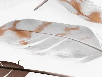 Mixed Bird Feathers Pile Multicolor 3D model