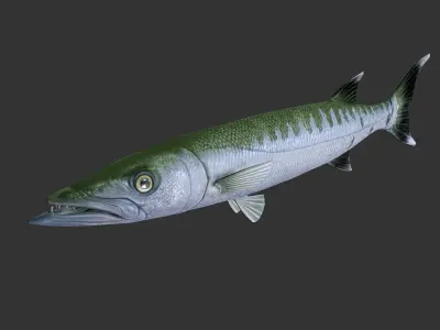 Barracuda mackerel fish Low-poly 3D model