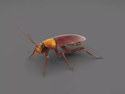 Roach - Read Description Low-poly 3D model
