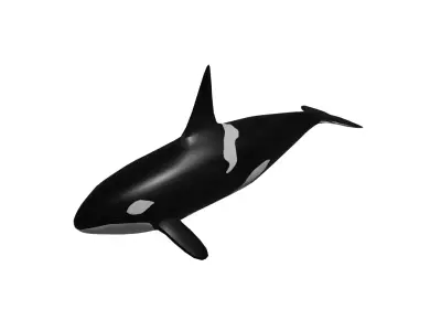 KillerWhales 3D model