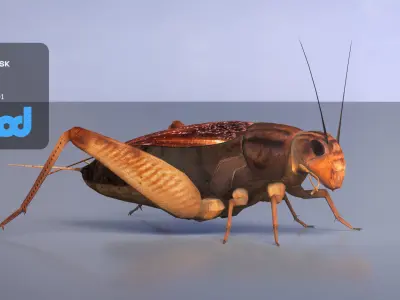 Cricket 3D model