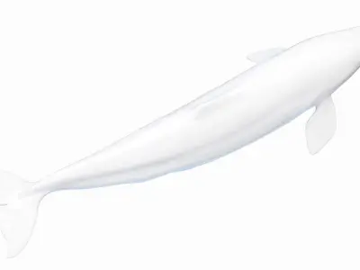 Beluga Whale 3D model buy